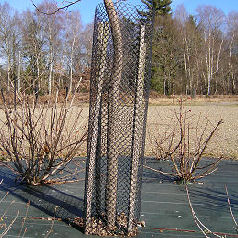 Protective Netting For Trees